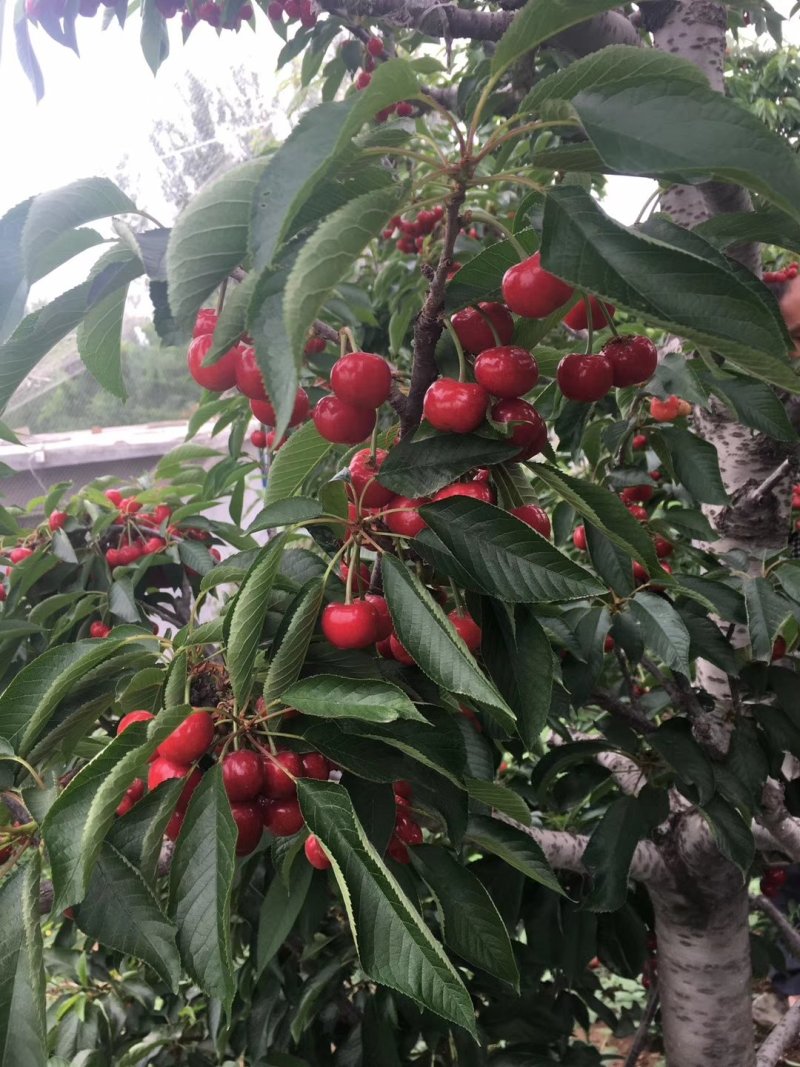 樱桃苗矮化樱桃苗种植哪里多，旺运苗木品种全