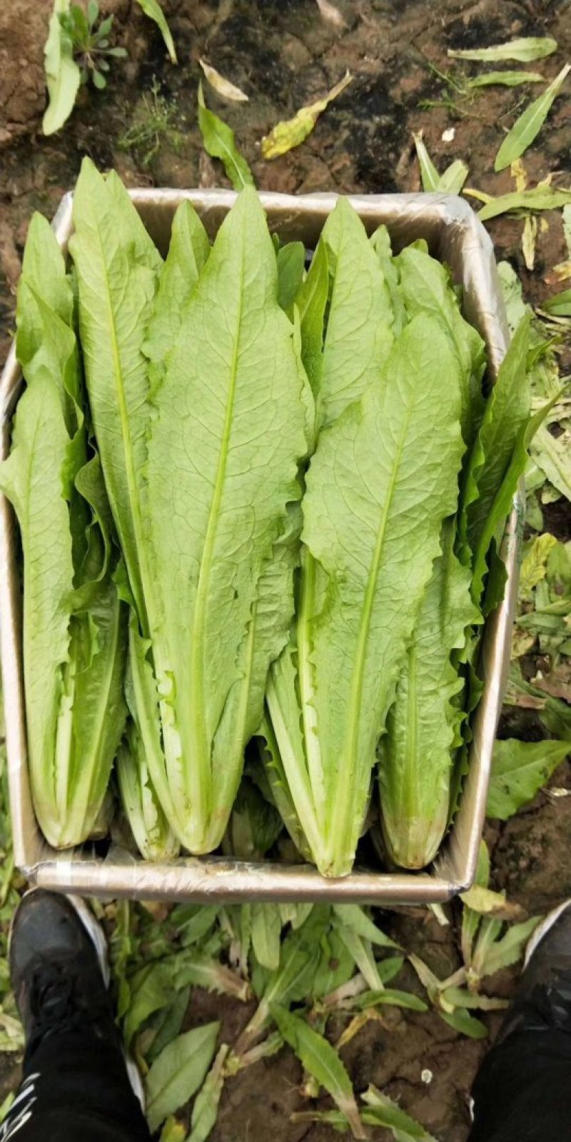 油麦菜20~25厘米以上，一年四季，大量供应