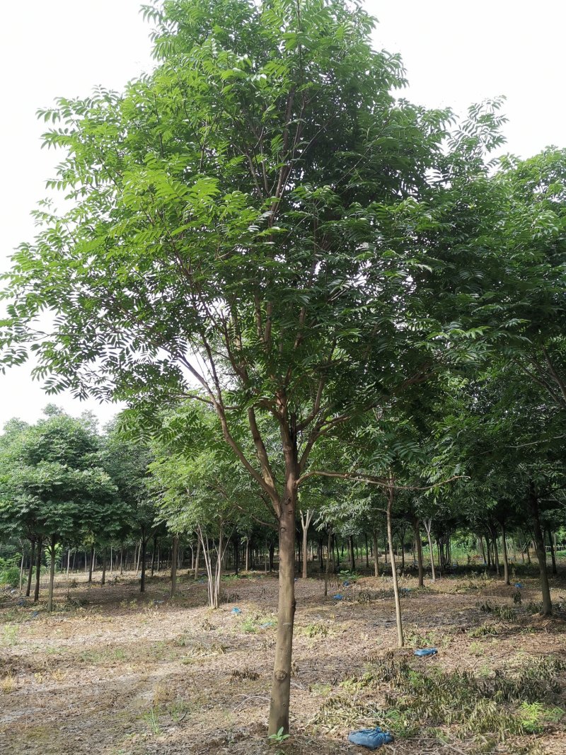 无患子精品货苗圃直供指树挖树质量保证