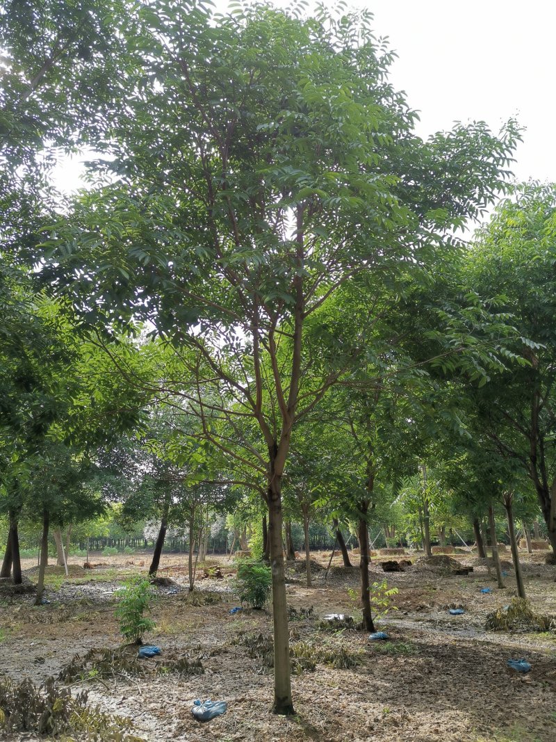 无患子精品货苗圃直供指树挖树质量保证