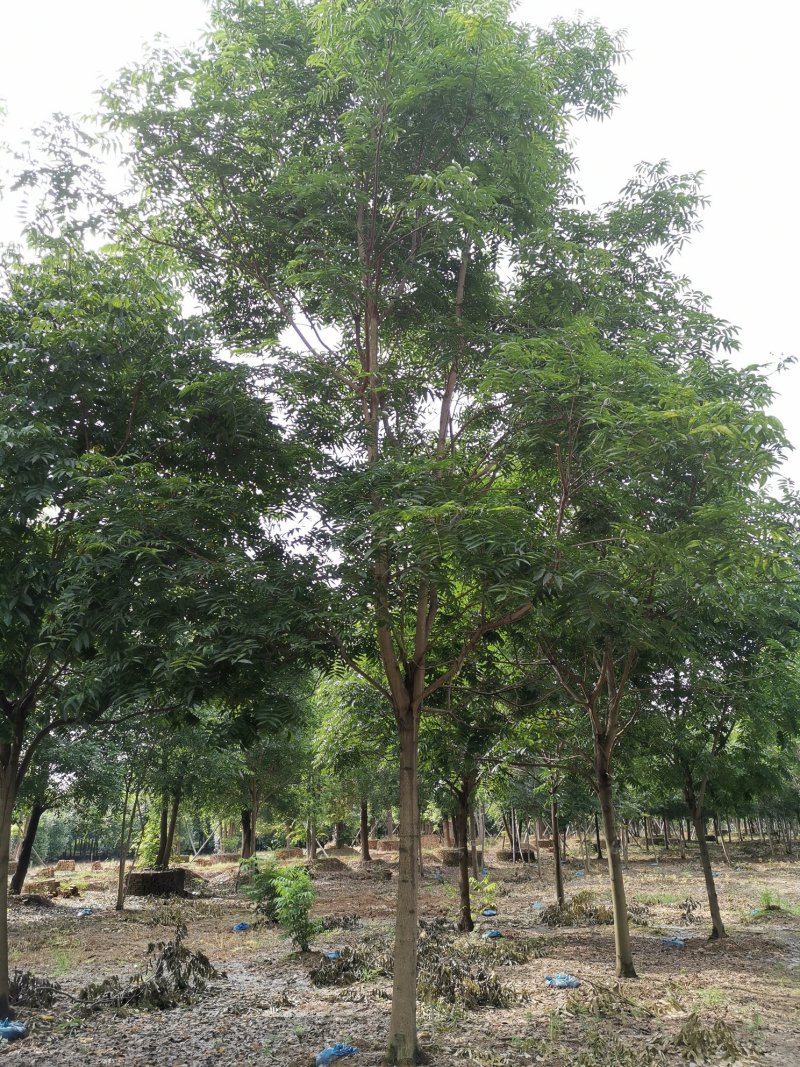 无患子精品货苗圃直供指树挖树质量保证