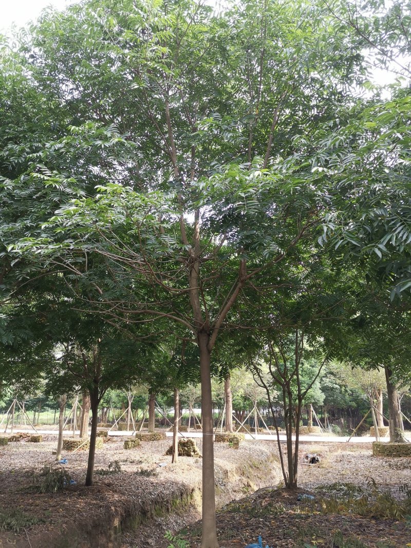 无患子精品货苗圃直供指树挖树质量保证