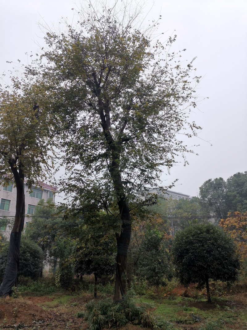 全冠移植朴树苗圃直供批发丛生朴树多杆朴树多头朴树