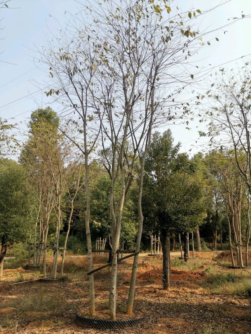 全冠移植朴树苗圃直供批发丛生朴树多杆朴树多头朴树