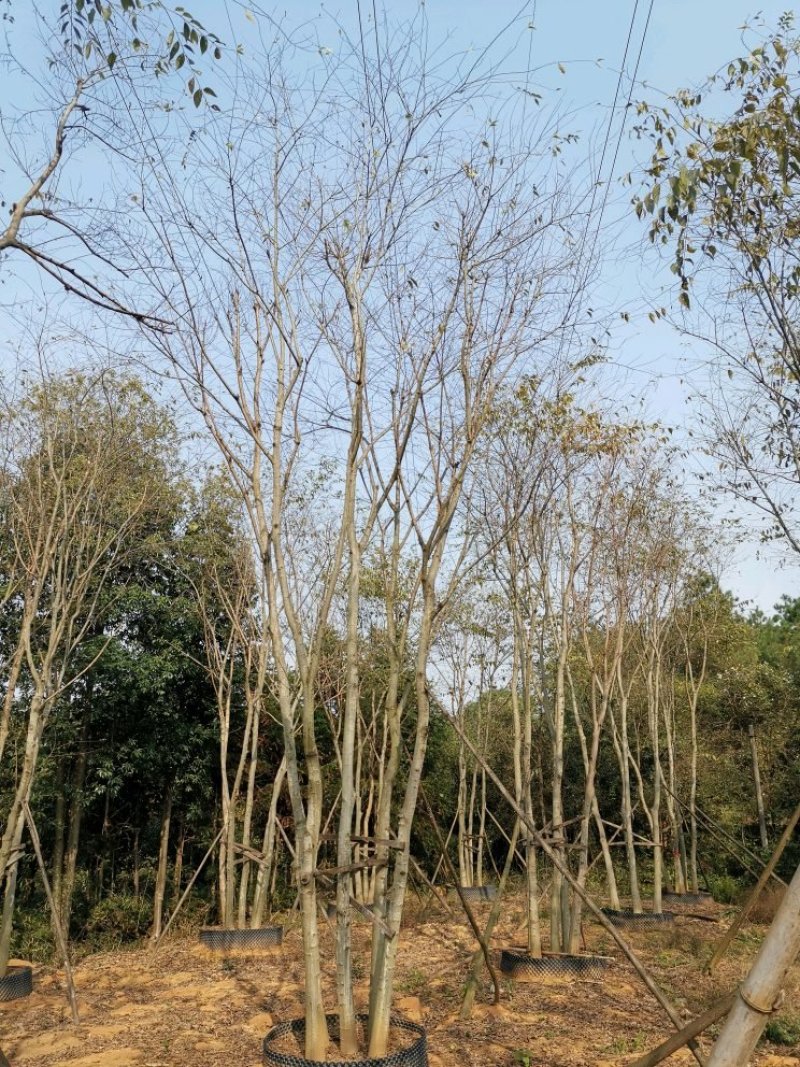 全冠移植朴树苗圃直供批发丛生朴树多杆朴树多头朴树