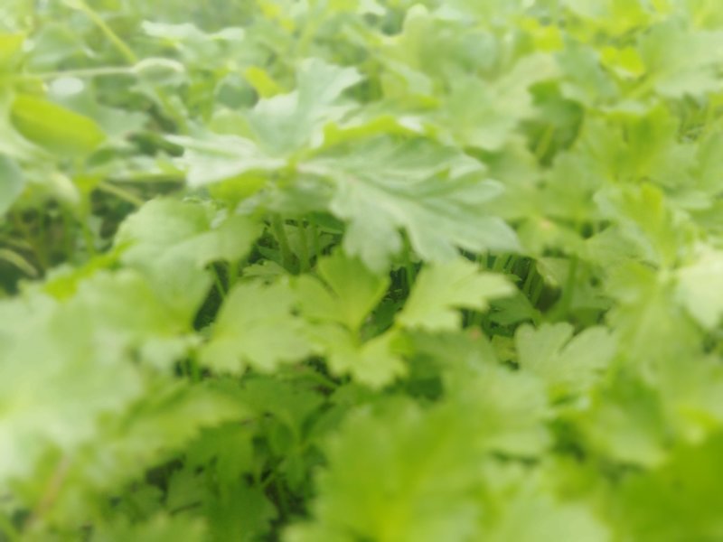 当归苗当归种苗岷县当归苗岷县***当归种苗