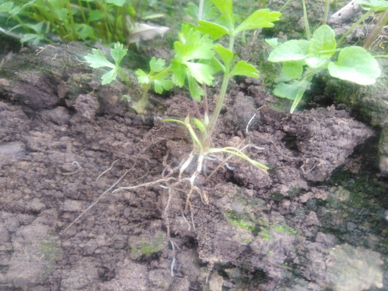当归苗当归种苗岷县当归苗岷县***当归种苗