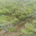 当归苗当归种苗岷县当归苗岷县***当归种苗