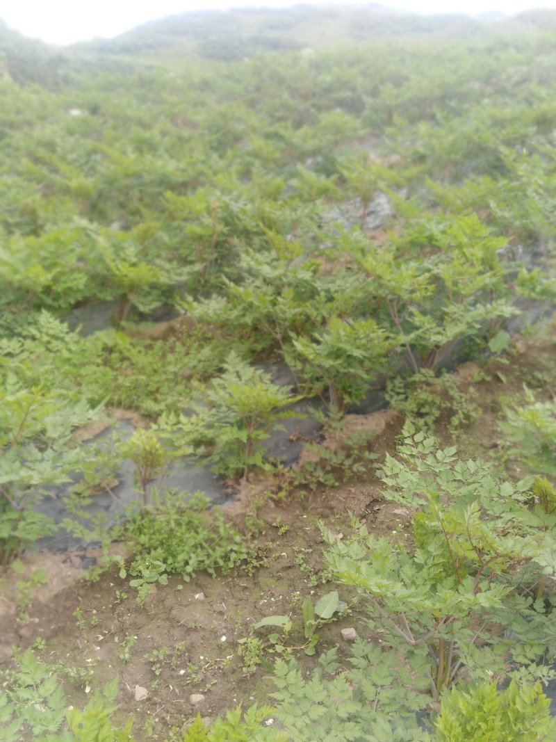 当归苗当归种苗岷县当归苗岷县***当归种苗