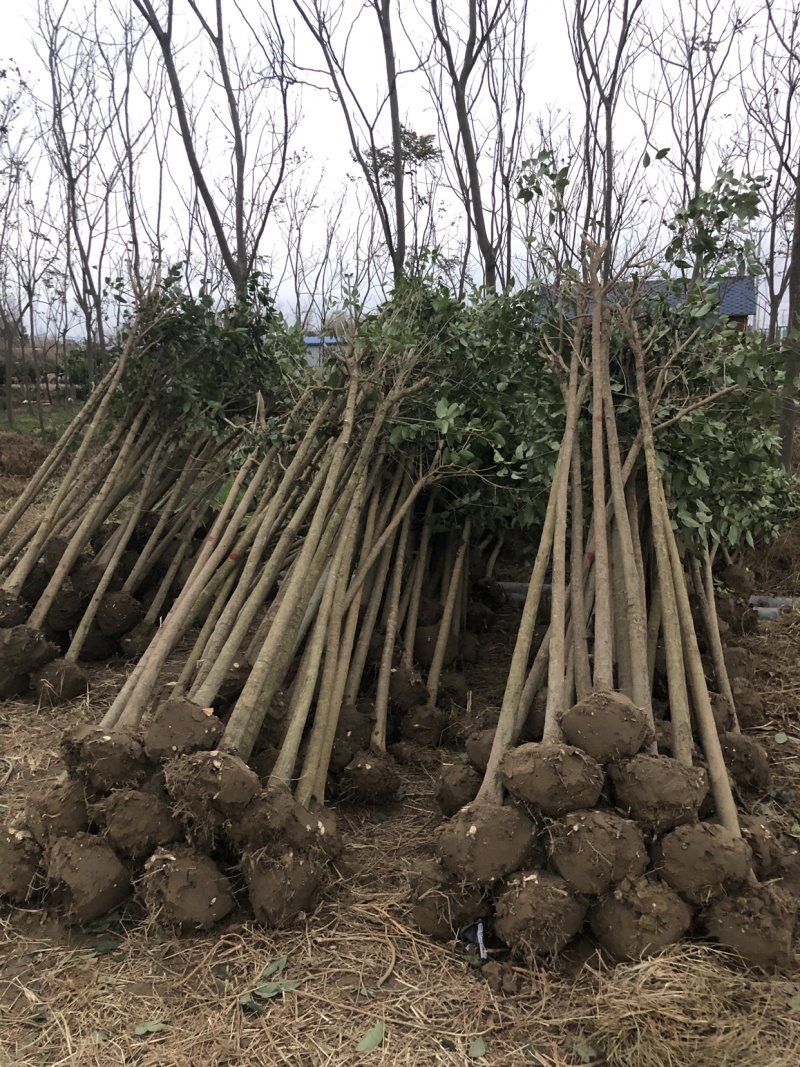 大叶女贞高杆女贞自有苗圃，量大优惠，期待合作！