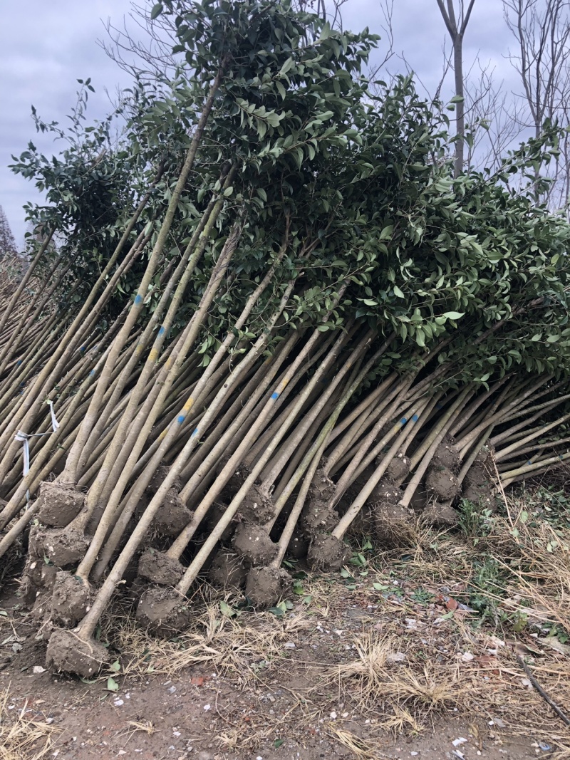 大叶女贞高杆女贞自有苗圃，量大优惠，期待合作！