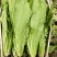 油麦菜20~25厘米以上，一年四季，大量供应