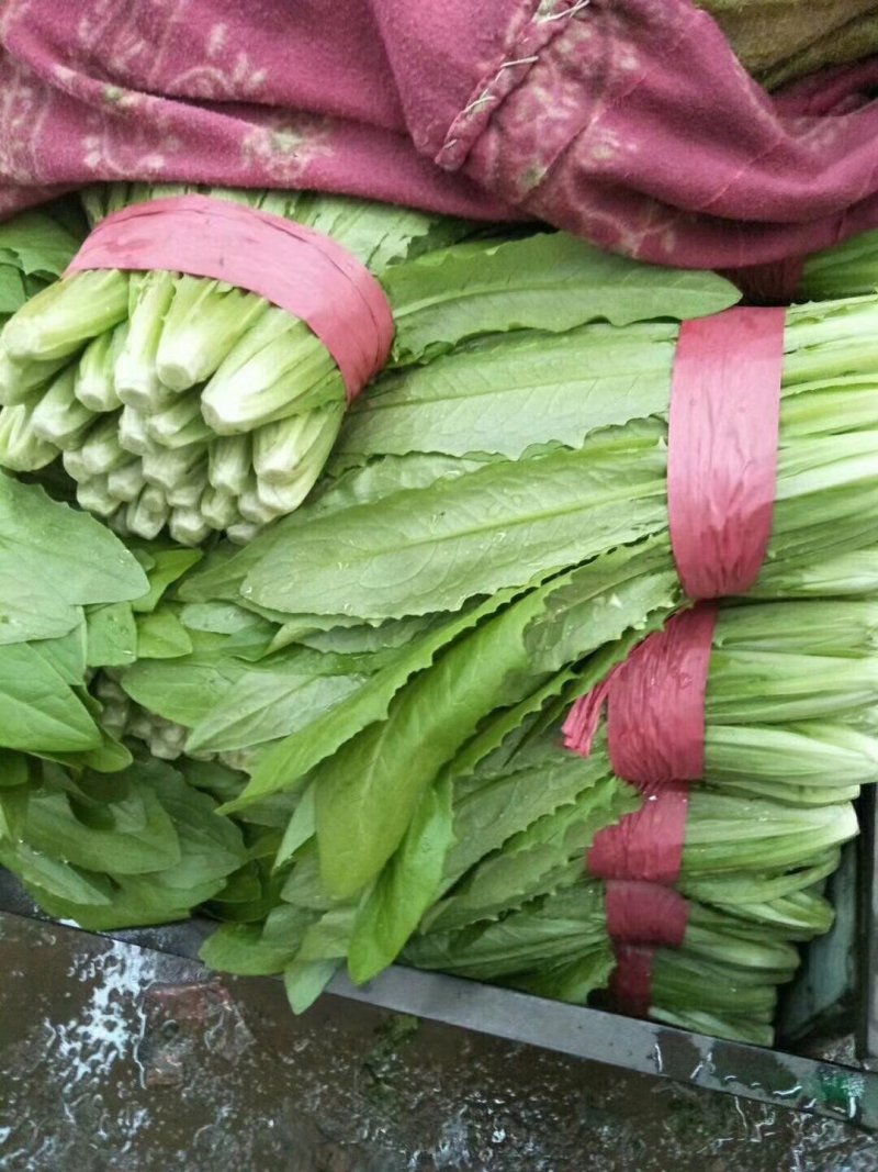 油麦菜20~25厘米以上，一年四季，大量供应