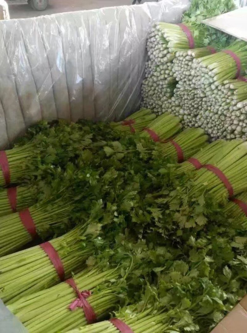 精品芹菜，45cm以上