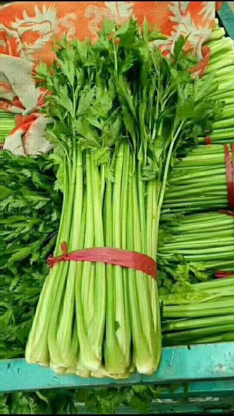 精品芹菜，45cm以上