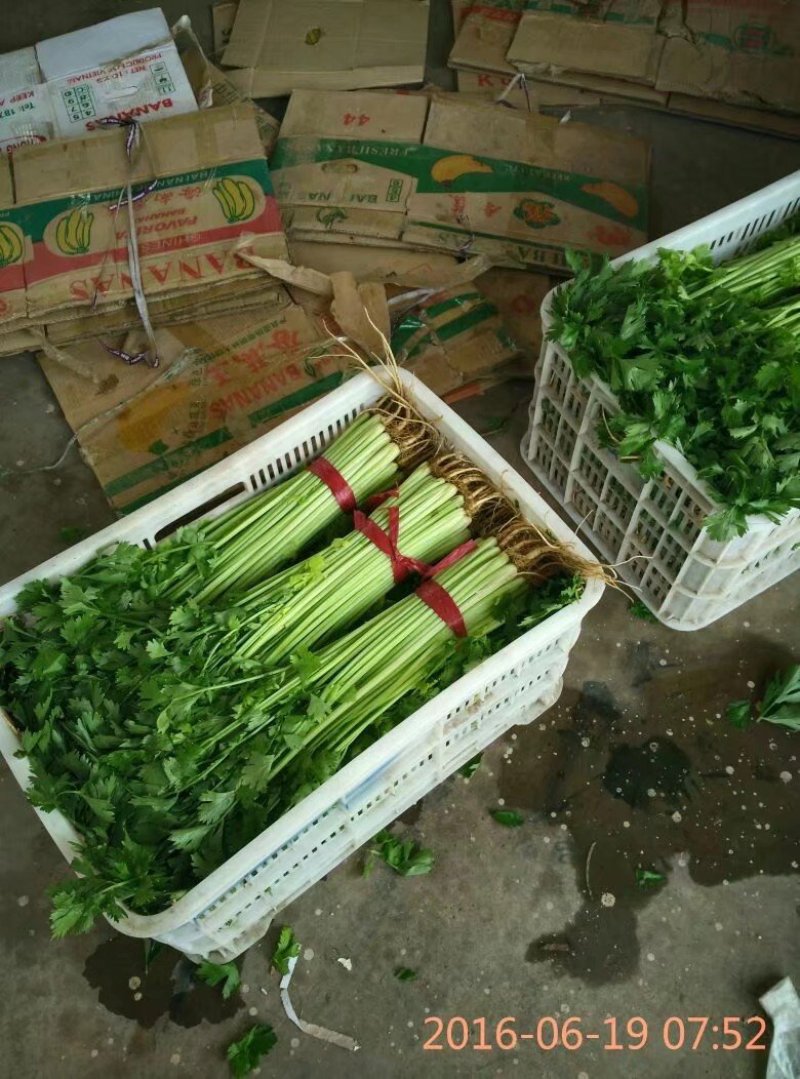 精品芹菜，45cm以上