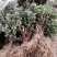 红色金银花苗观赏性金银花苗成活率高免费技术指导