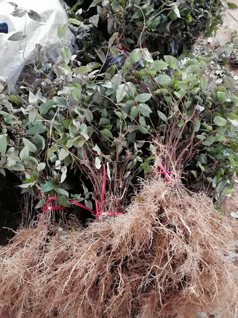 红色金银花苗观赏性金银花苗成活率高免费技术指导