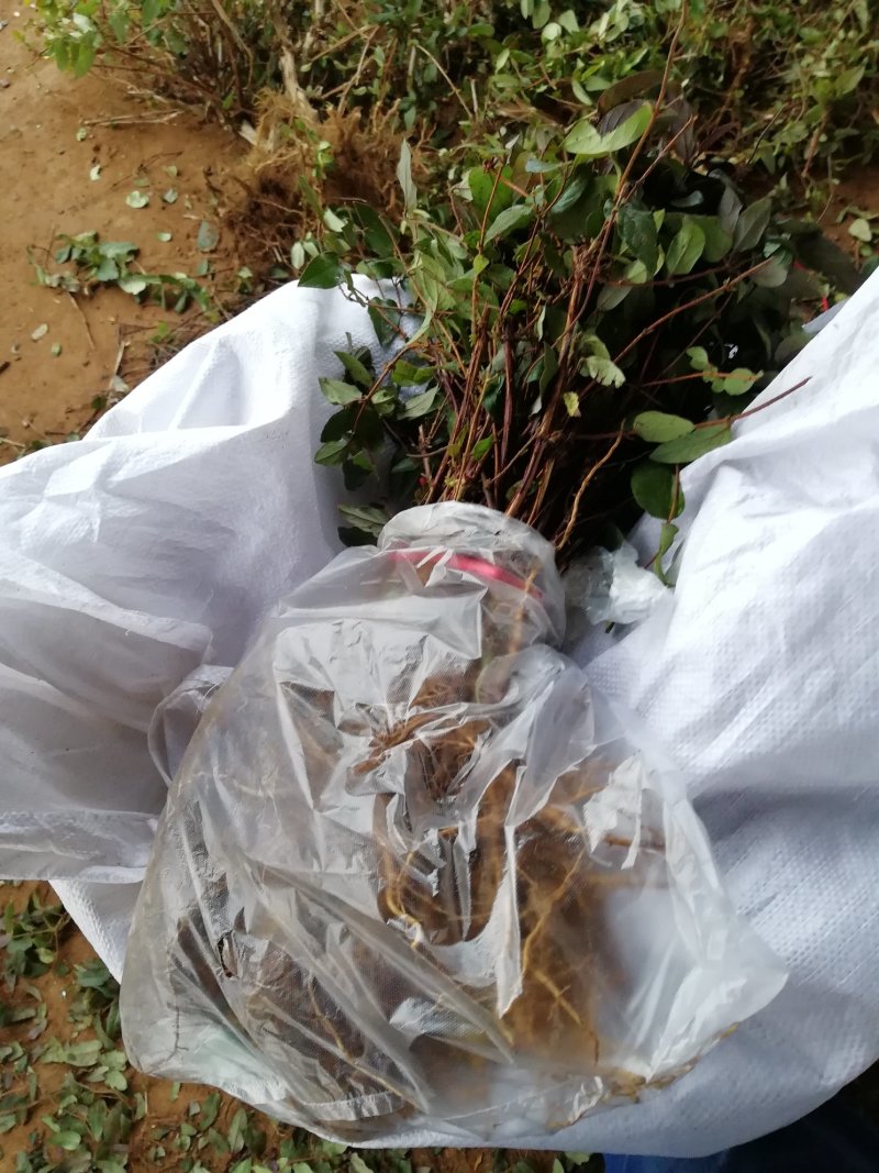 红色金银花苗观赏性金银花苗成活率高免费技术指导