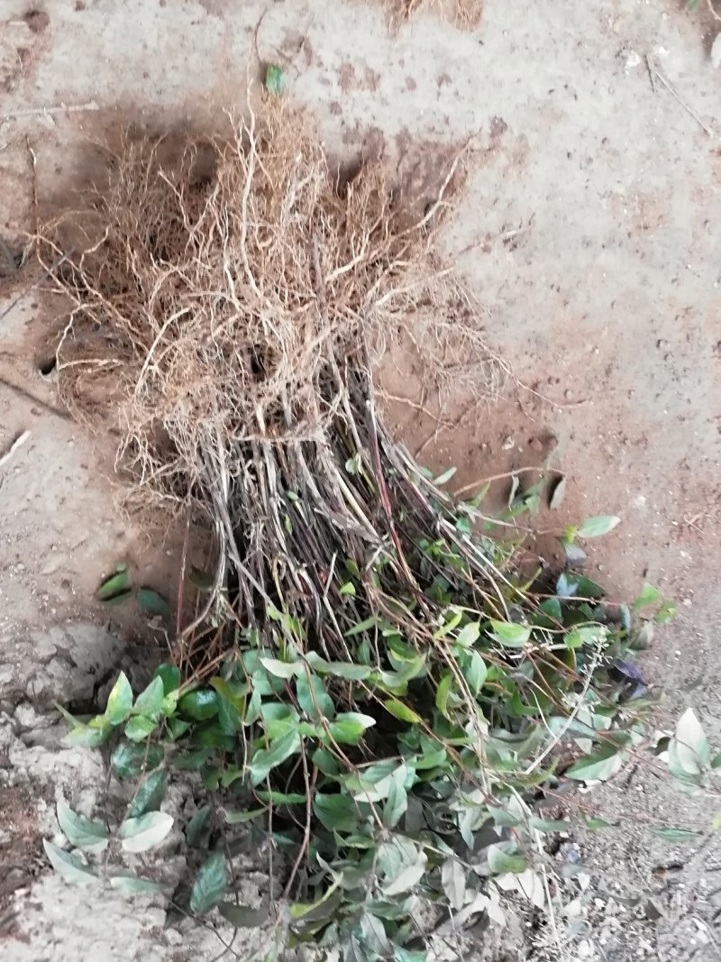 红色金银花苗观赏性金银花苗成活率高免费技术指导