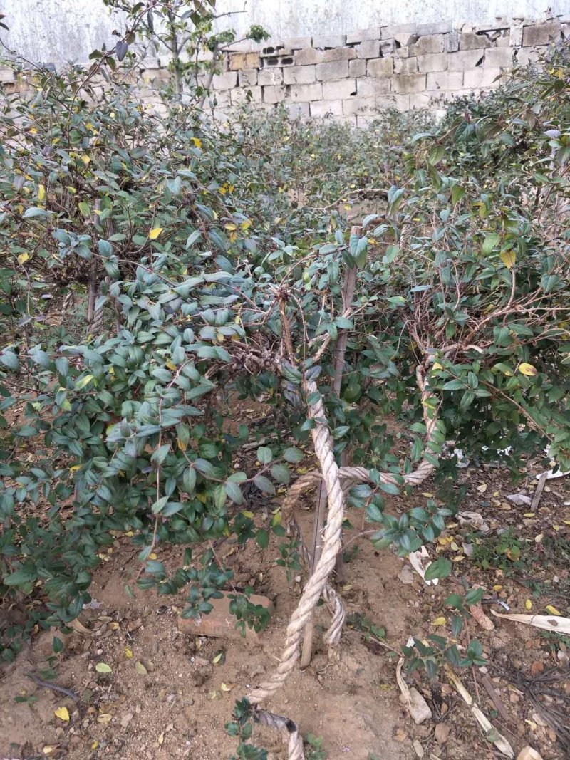 红色金银花苗观赏性金银花苗成活率高免费技术指导