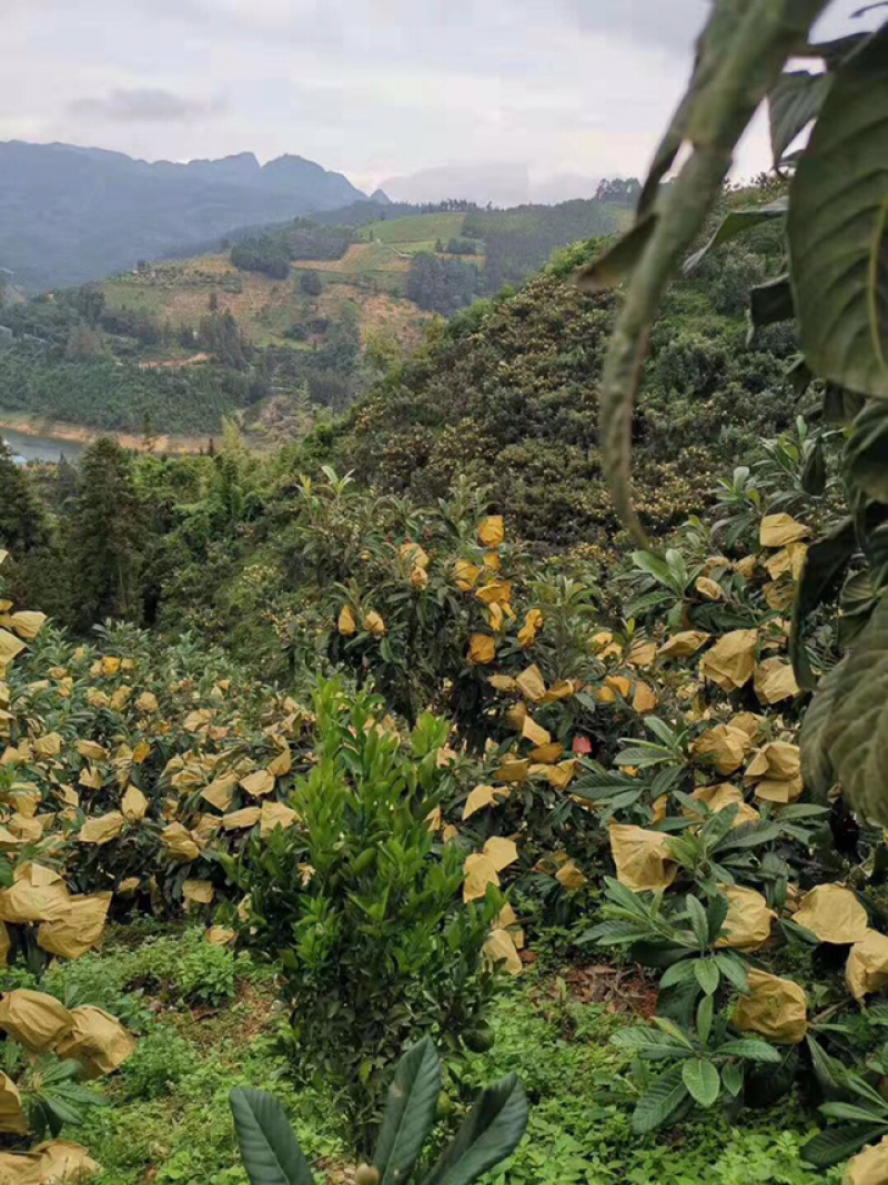 云南高原山地甜枇杷