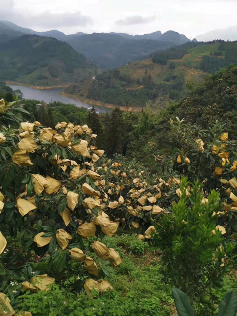 云南高原山地甜枇杷