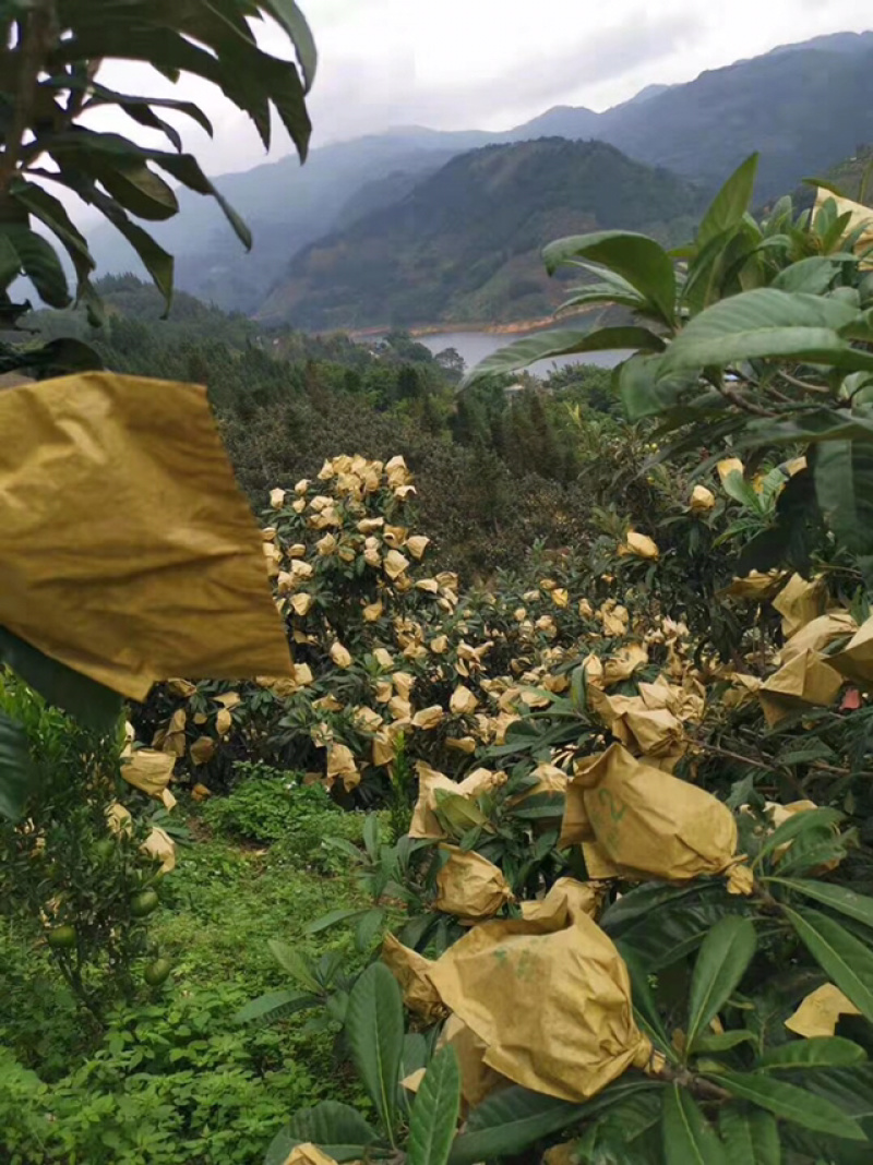 云南高原山地甜枇杷
