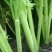 芹菜万亩种植基地出货量大批发超市加工厂优选