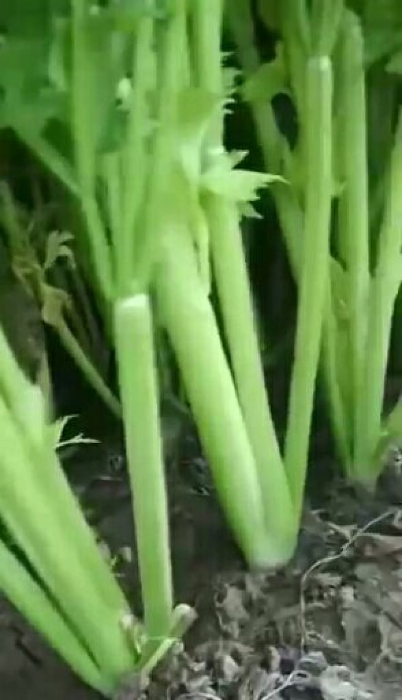 芹菜万亩种植基地出货量大批发超市加工厂优选
