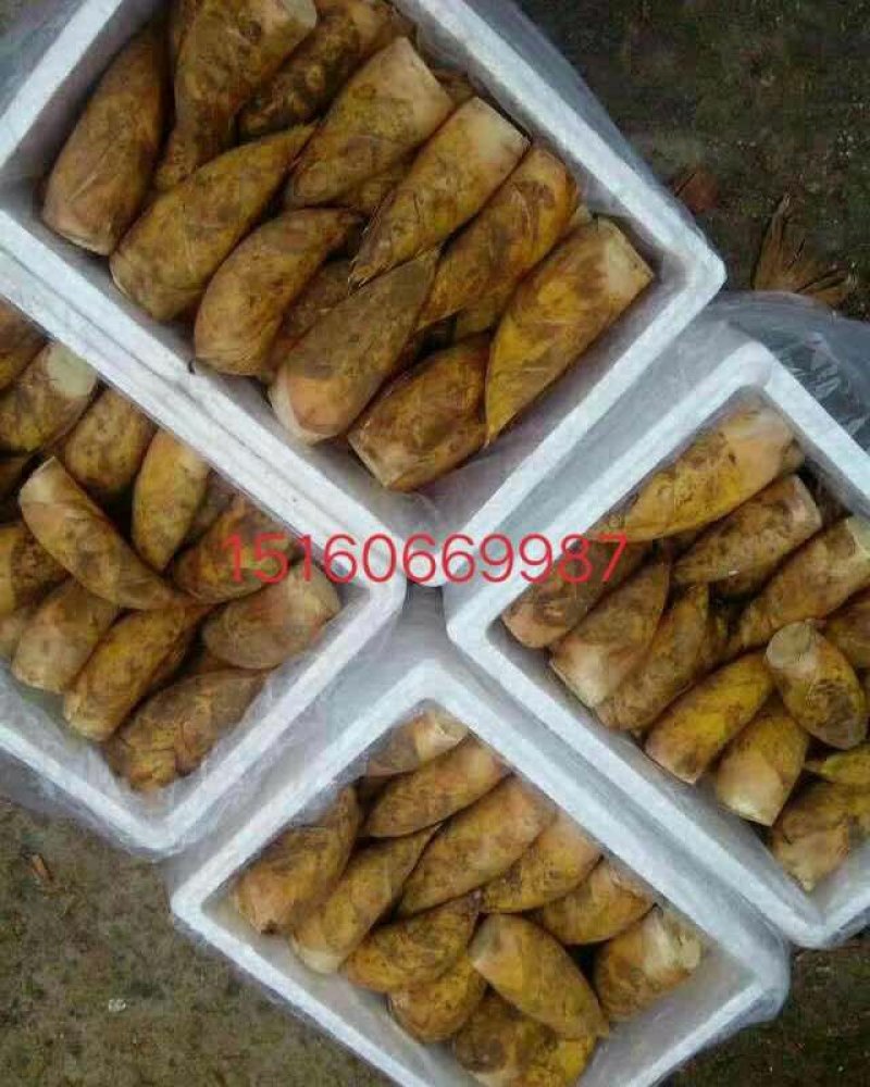 罐头笋系列批发，大量供应、质量保证。