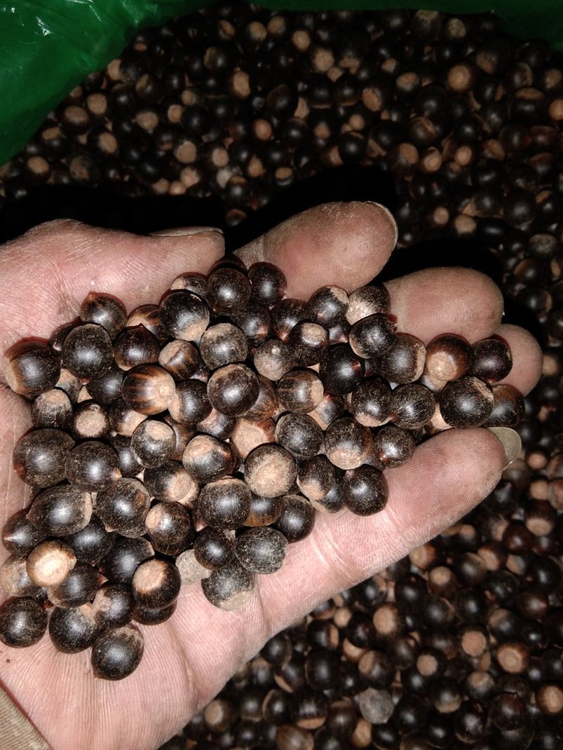 罐头笋系列批发，大量供应、质量保证。