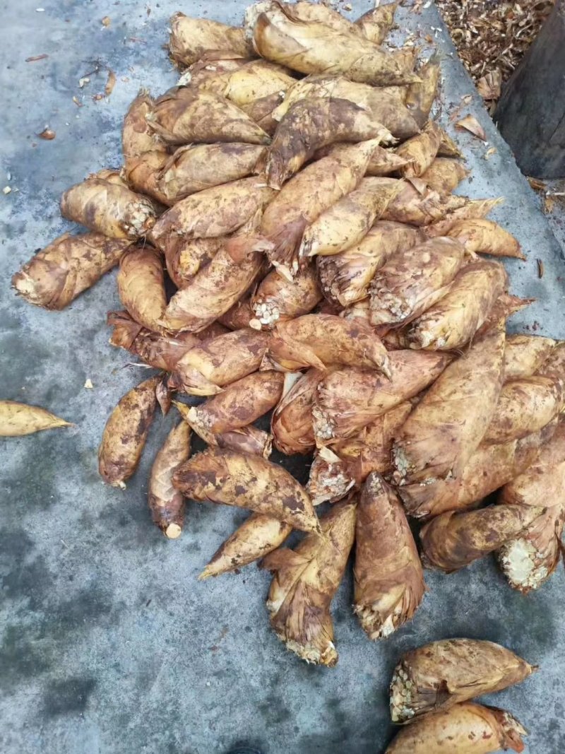 罐头笋系列批发，大量供应、质量保证。