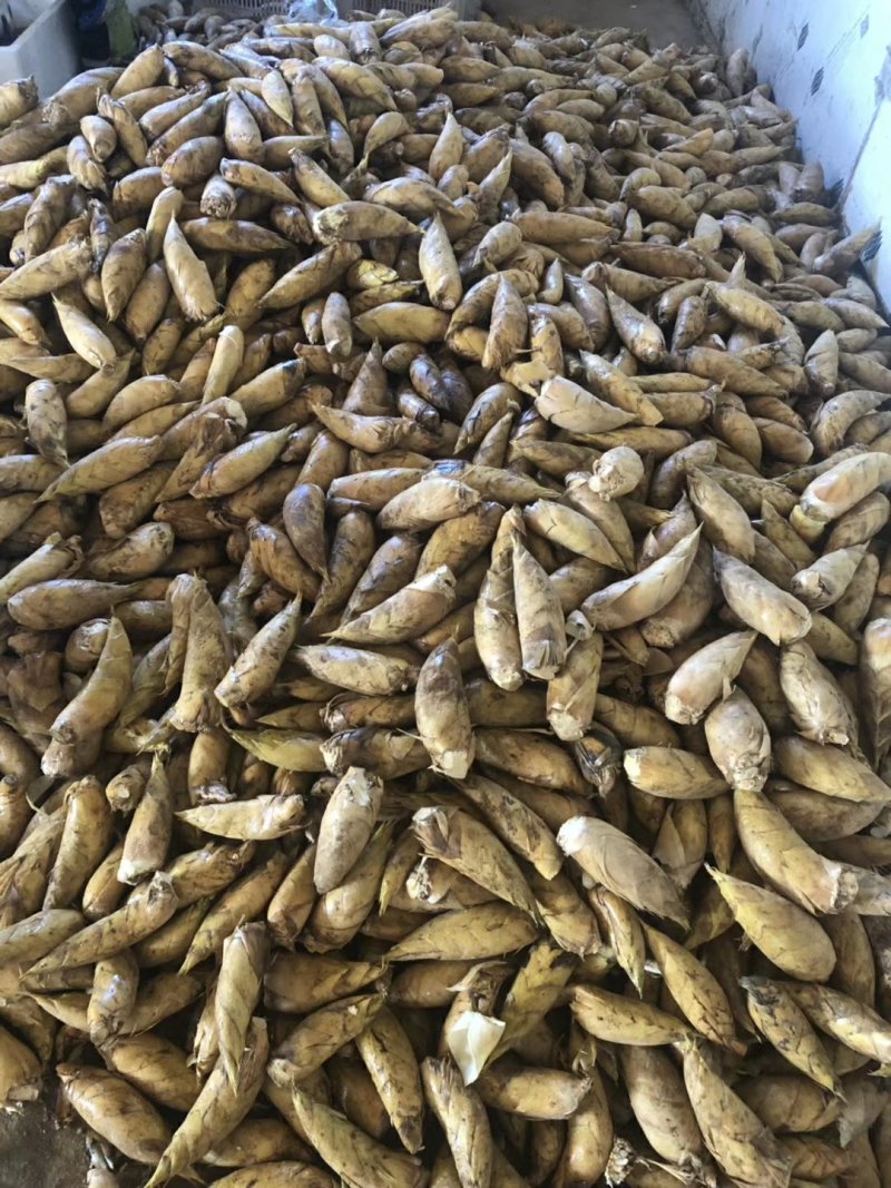 罐头笋系列批发，大量供应、质量保证。