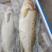 冻货冰鲜冷冻鲈鱼4条装大量批发价格低山东渤海