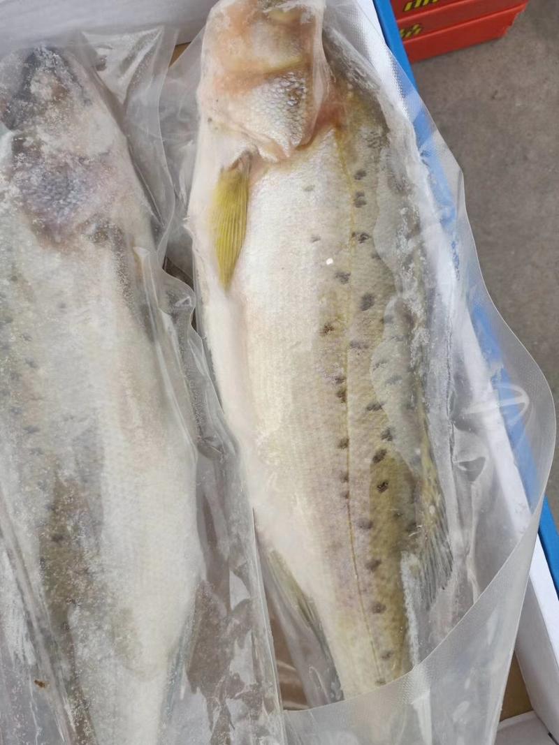 冻货冰鲜冷冻鲈鱼4条装大量批发价格低山东渤海