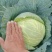 甘兰