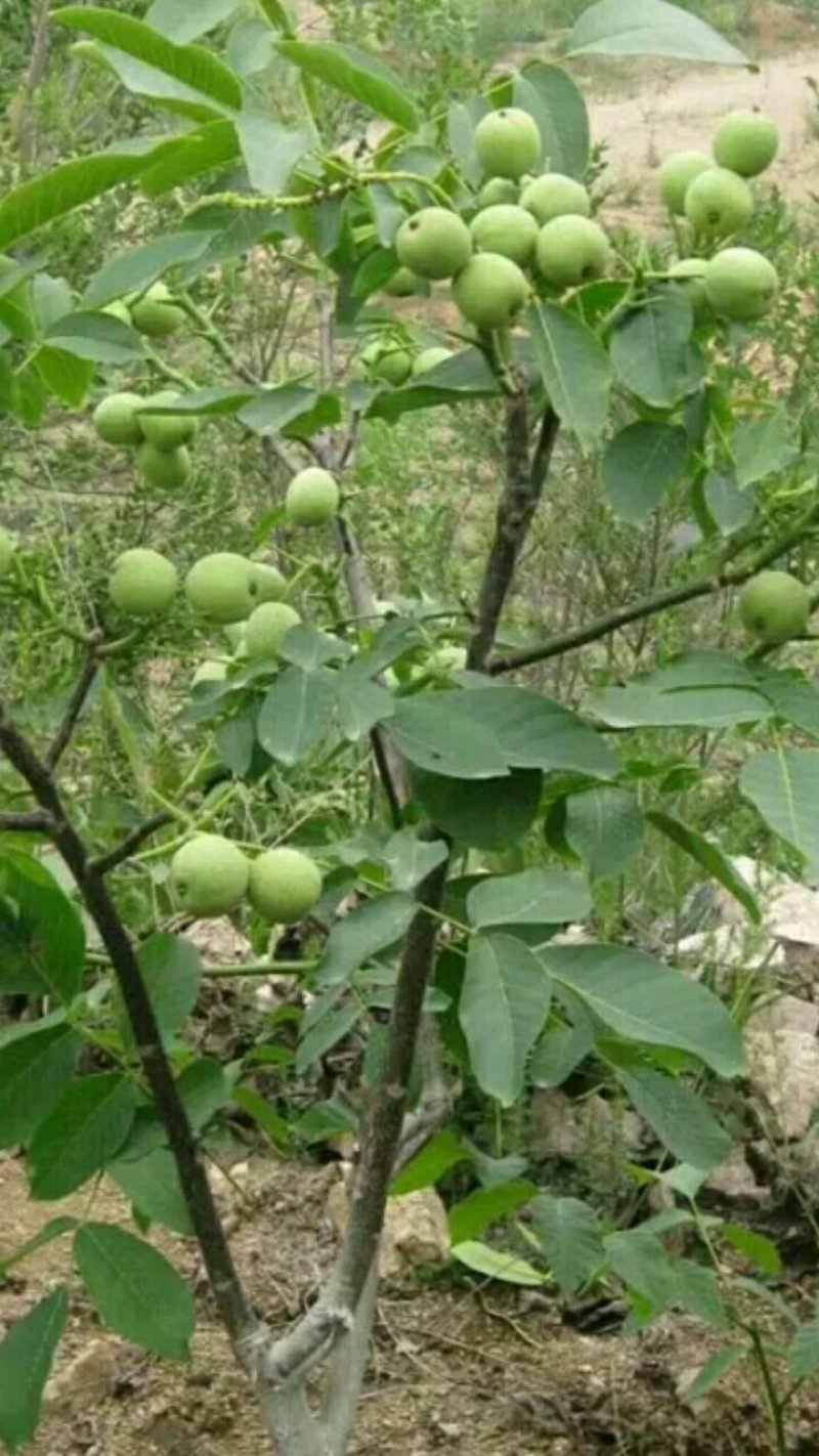 【薄皮核桃苗】山东薄皮核桃苗育苗基地嫁接核桃苗鲁光品种