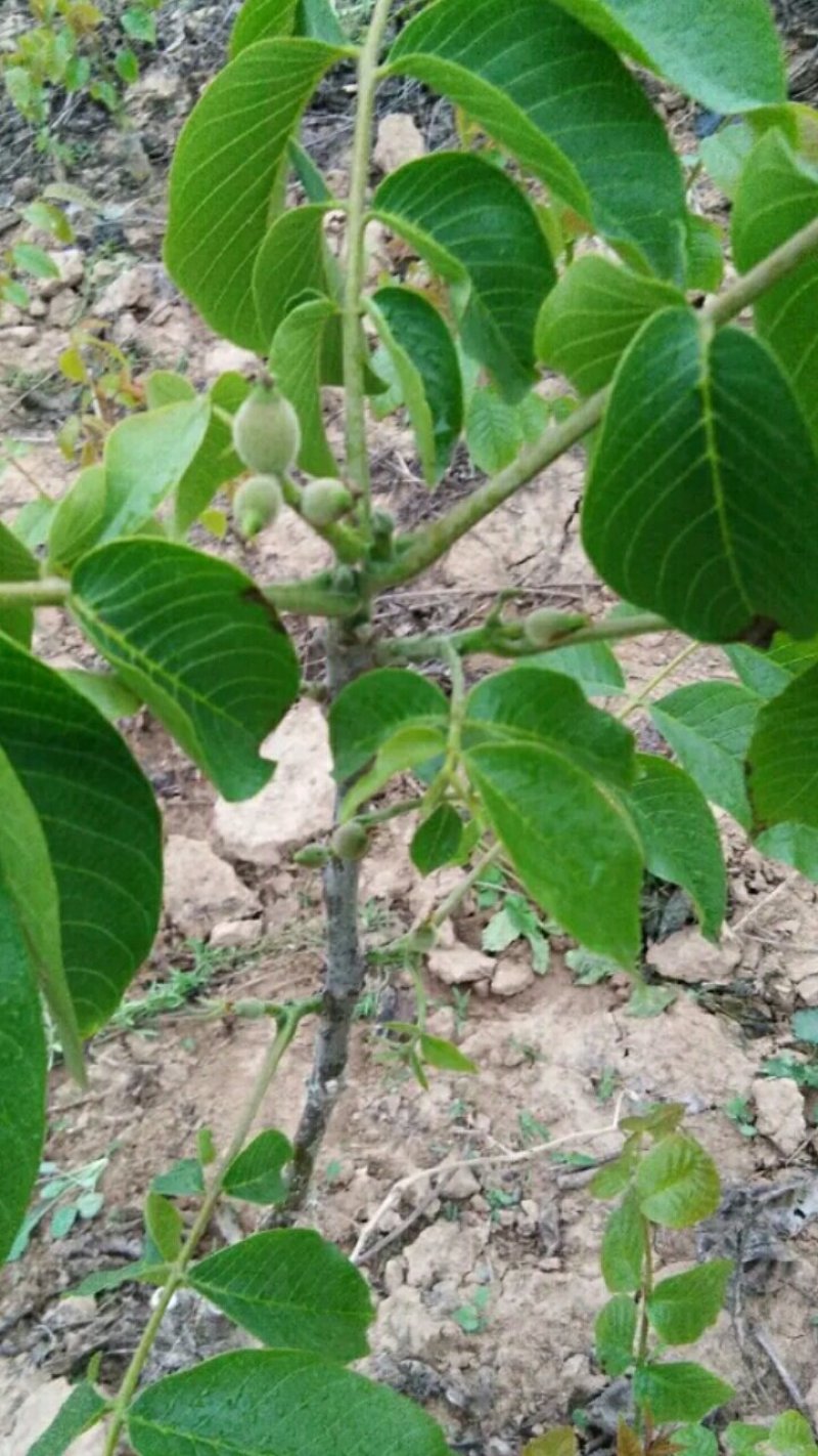 【嫁接核桃苗】核桃苗育苗基地薄皮核桃苗便宜卖苗
