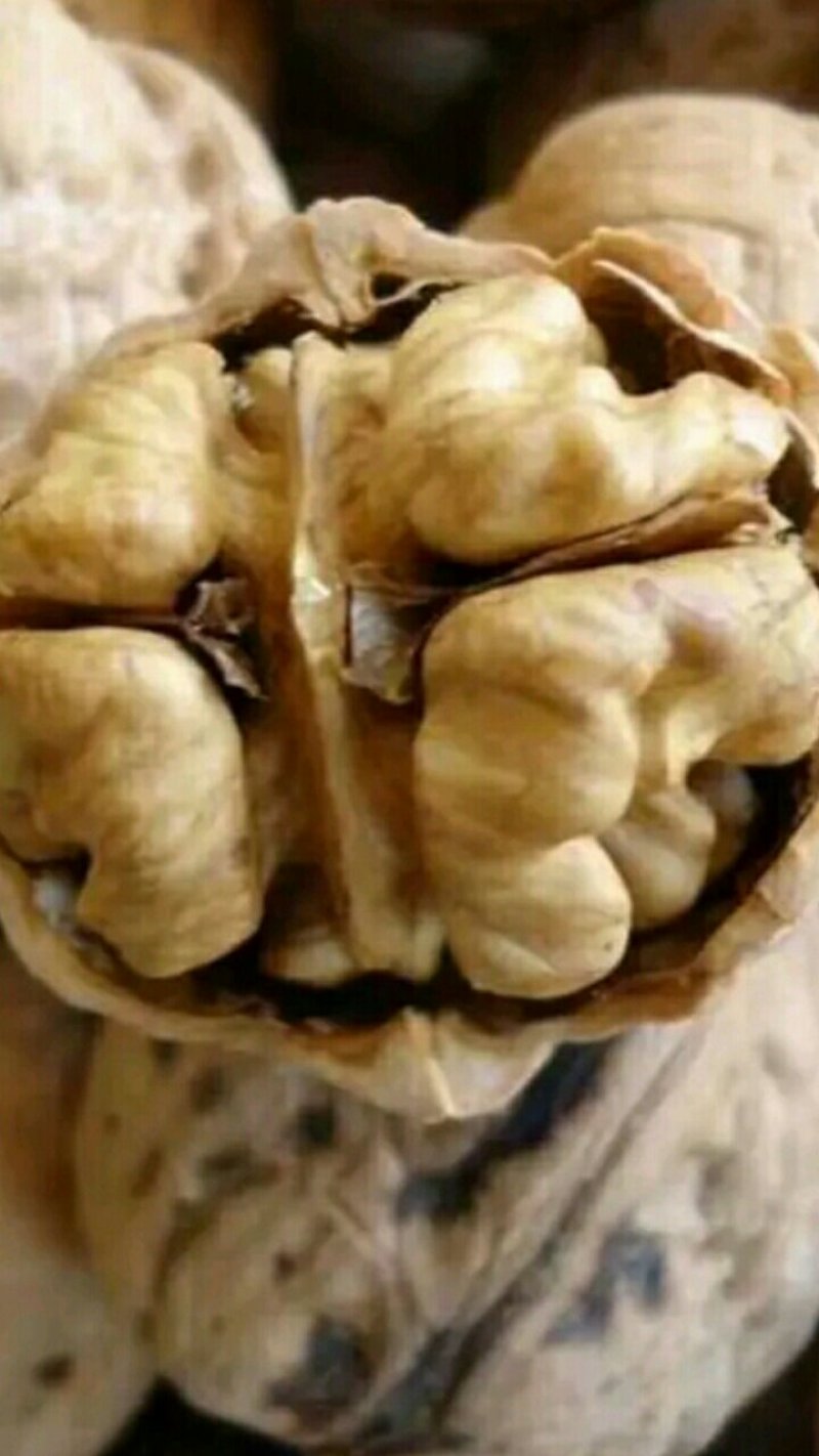 【香玲核桃苗】核桃苗育苗基地薄皮核桃苗基地核桃苗技术指导