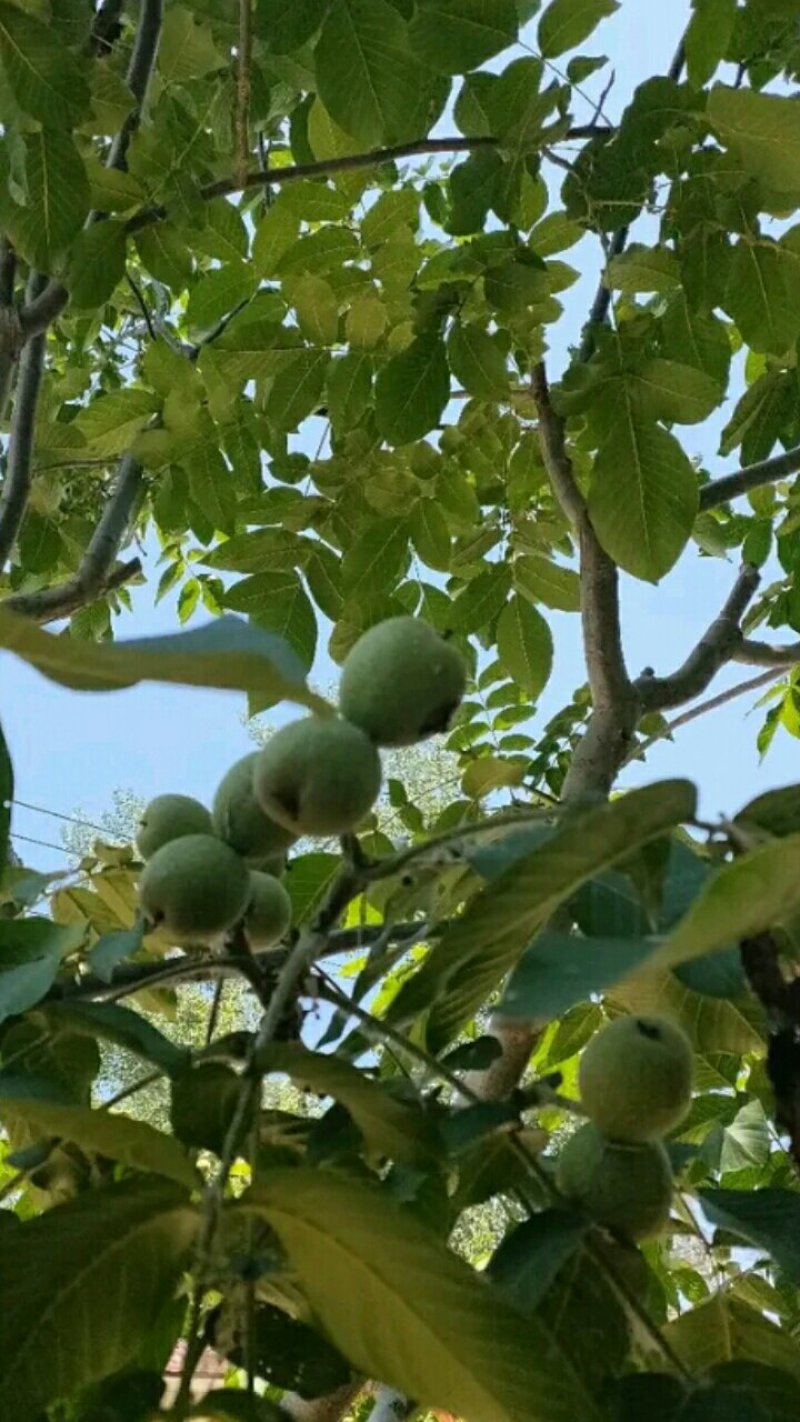 【香玲核桃苗】核桃苗育苗基地薄皮核桃苗基地核桃苗技术指导
