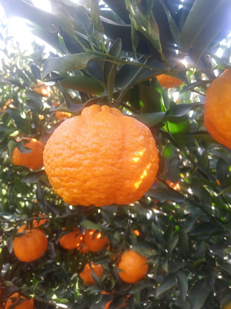 精品碰柑柑橘柑桔大量上市，批发代发接商超