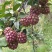 【送苗种植挂果回收】无籽黑老虎苗10株包邮可分期付款