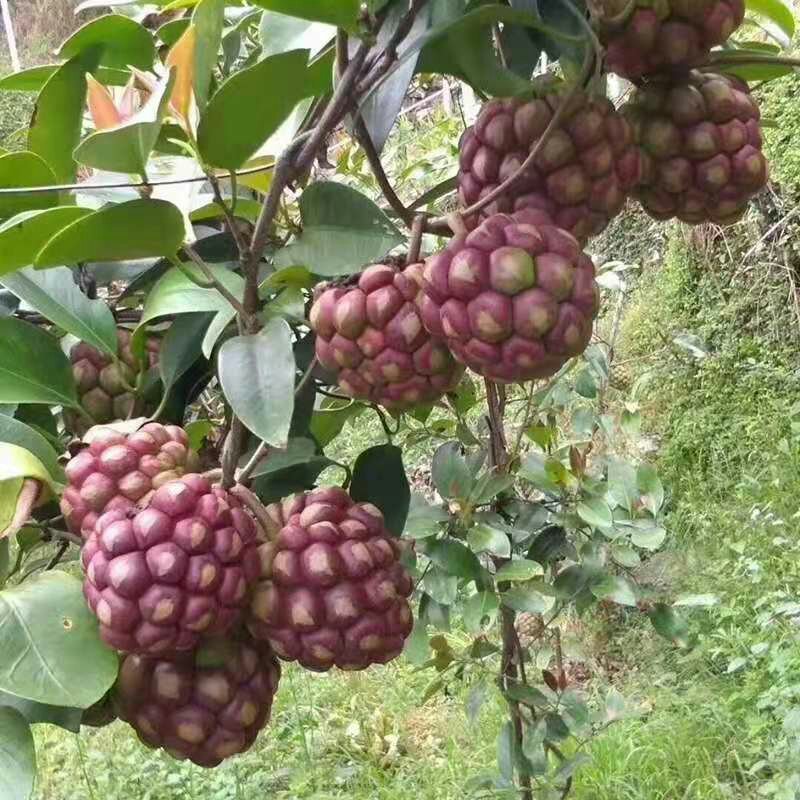 【送苗种植挂果回收】无籽黑老虎苗10株包邮可分期付款