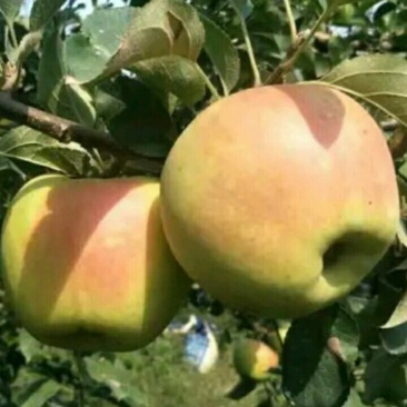 水蜜桃苹果苗苹果苗育苗基地苹果苗培育中心【10月中旬】