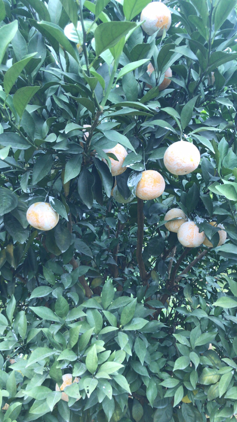 柑橘类柳丁橙