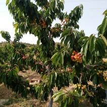 红灯笼樱桃苗，结果最早的矮化樱桃树苗，山东矮化樱桃树苗
