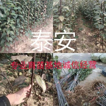 苹果苗红富士烟富系列价格实惠