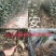 苹果苗红富士烟富系列价格实惠
