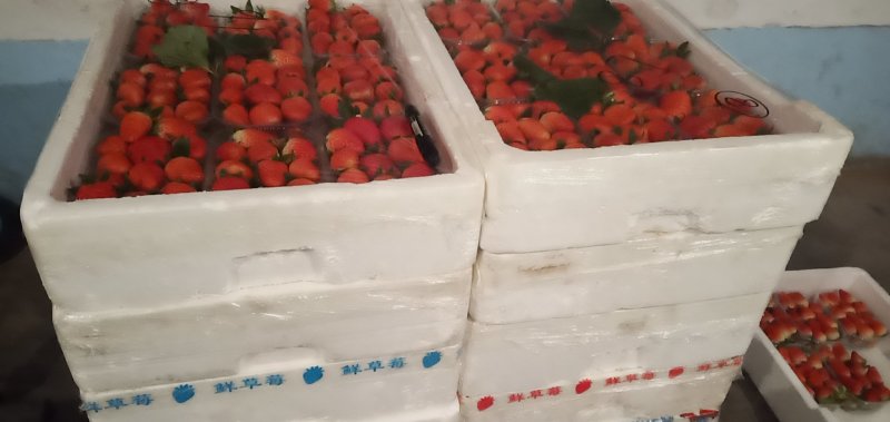 甜宝草莓大量上市货源充足诚信代办